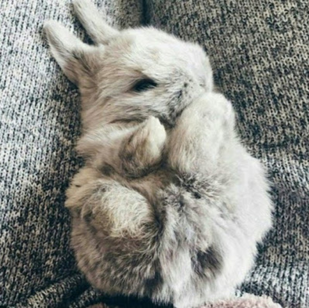 Meet your Posher, Bunny